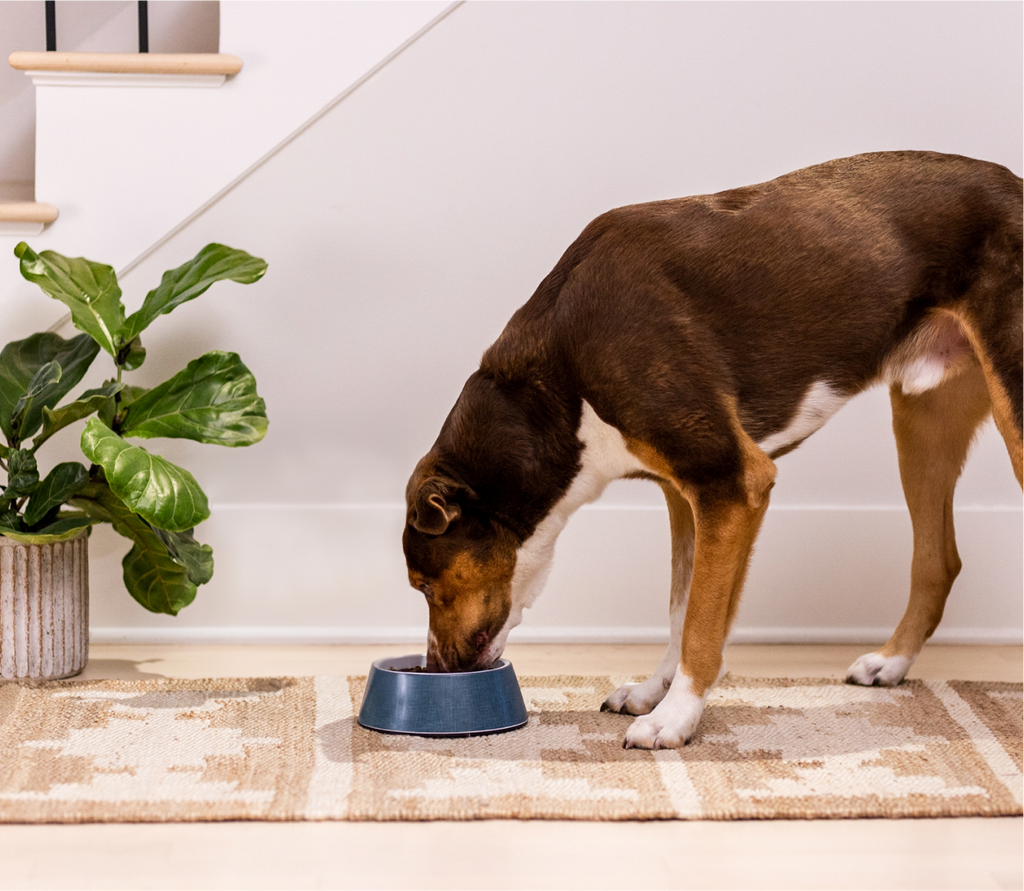 New Zealand Venison & Ancient Grains Dog Kibble