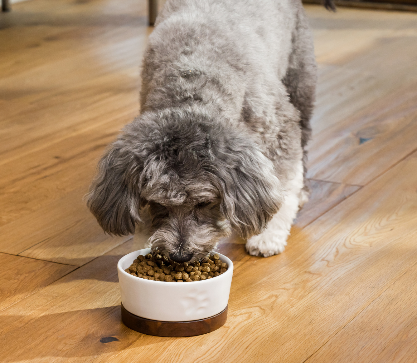 Salmon Grain-Free Puppy Kibble