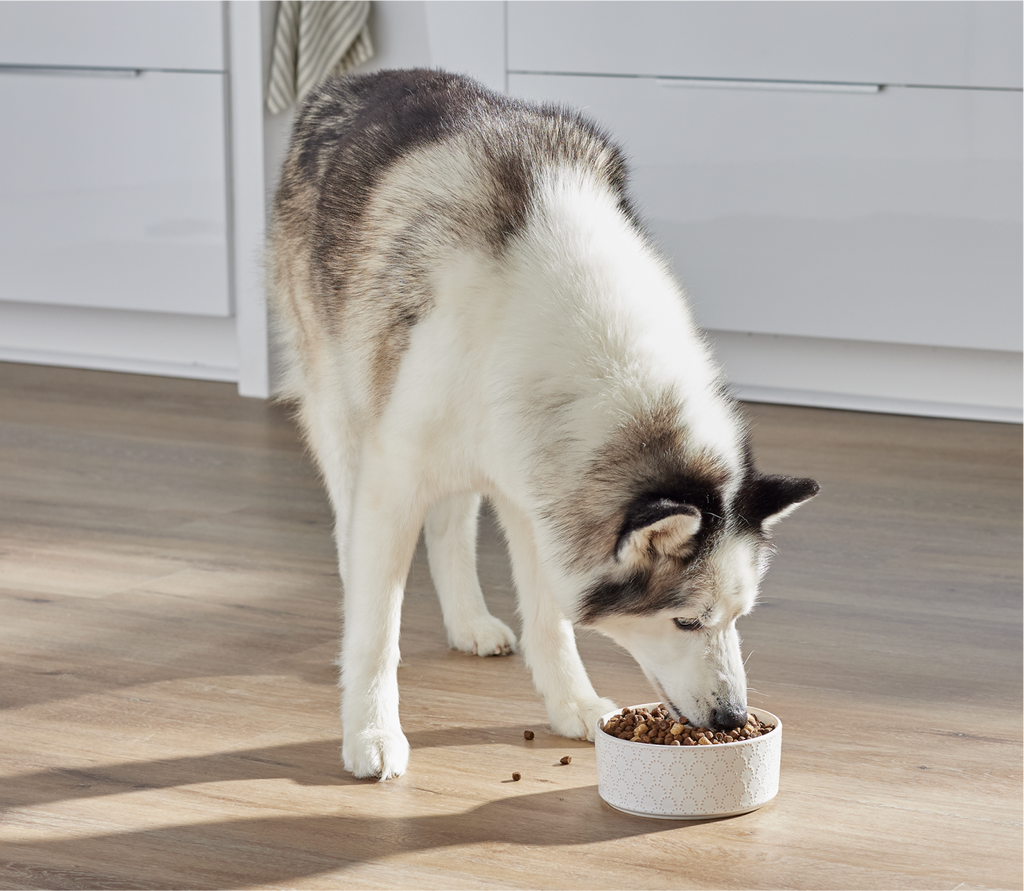 RawMix Tide & Terrain Ancient Grains Dog Kibble