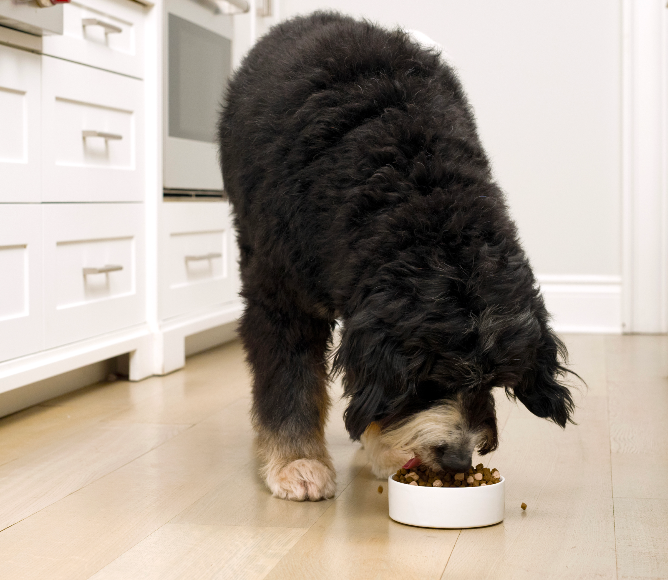 RawMix Large Breed Grain-Free Dog Kibble